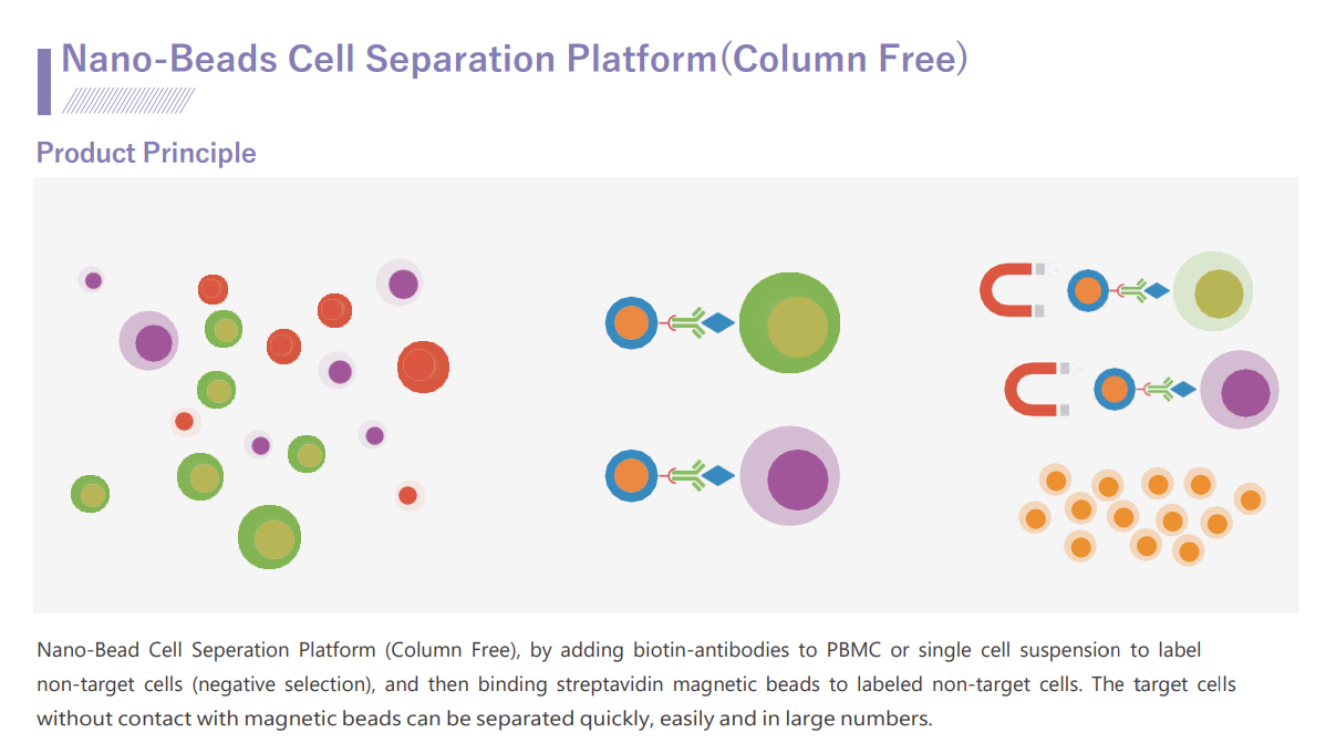 Nano-Beads Cell Separation Nano-Beads Cell Separation